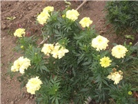 6845fb2c-Picture 013.jpg